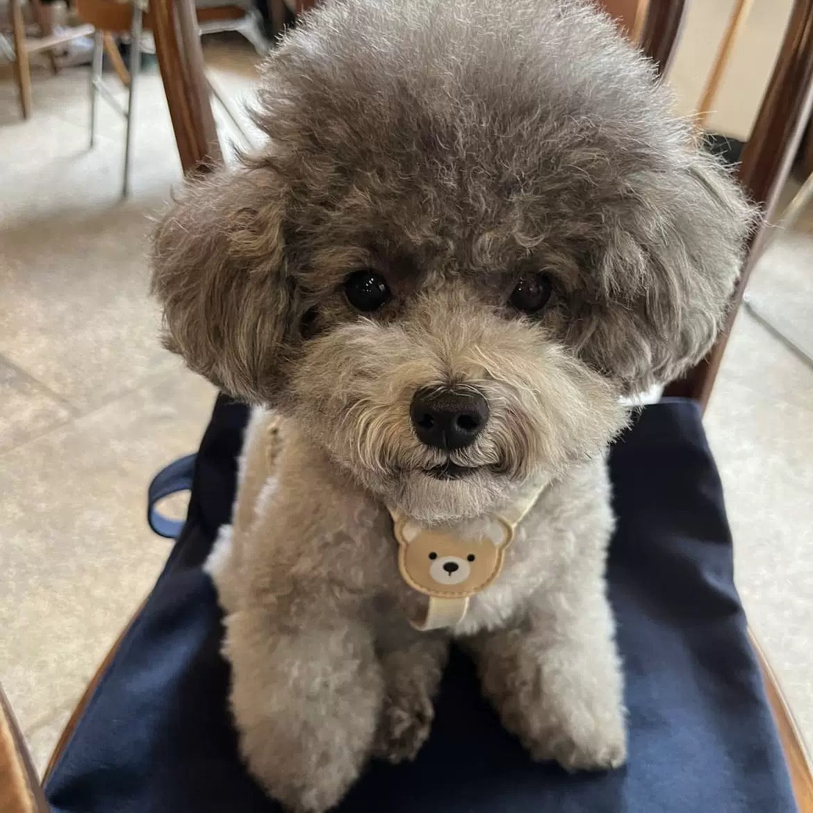 Cute Bear Pet Harness with Leash