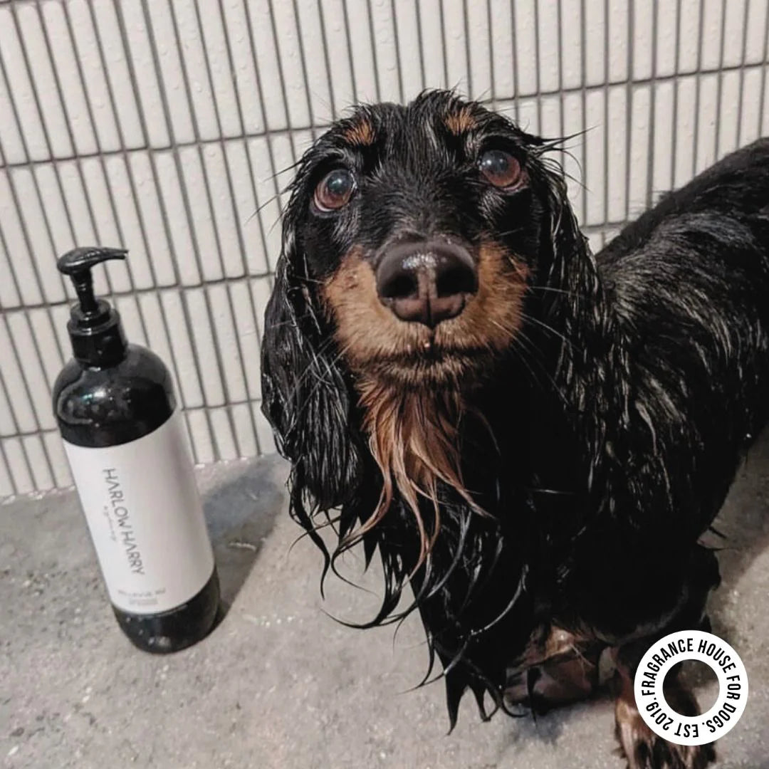 Pet Conditioning Shampoo | Hunter 33