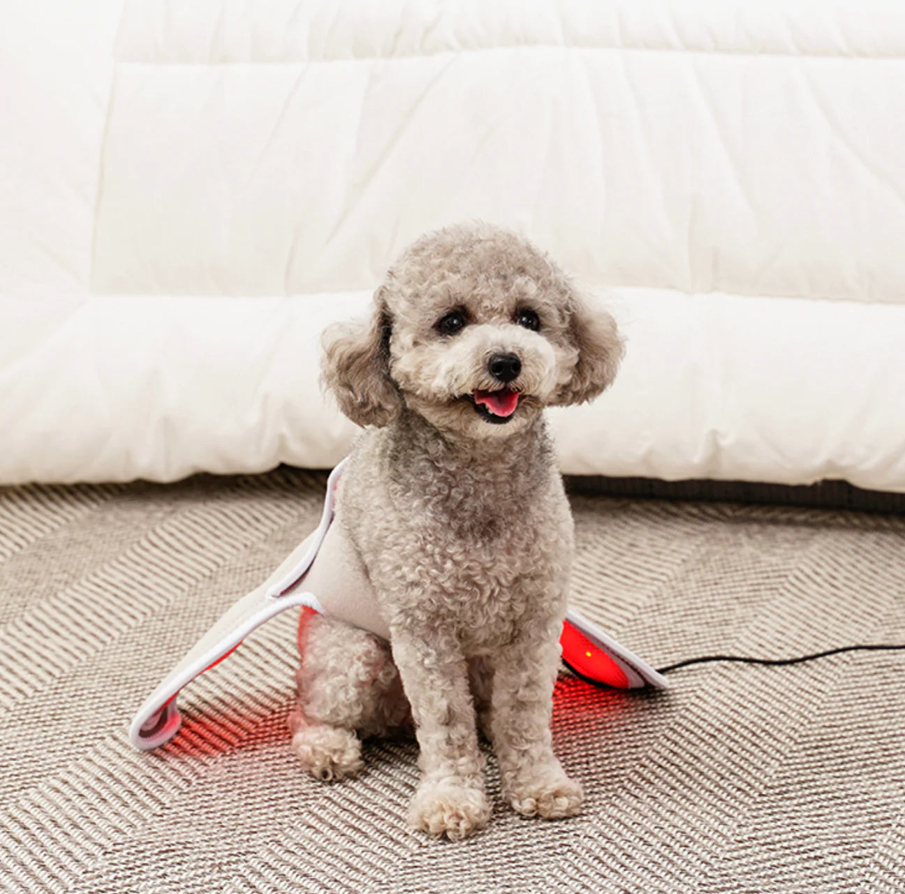 Low-level Laser Therapy (LLLT) Cape [Y-shaped] - kikiandpuppies