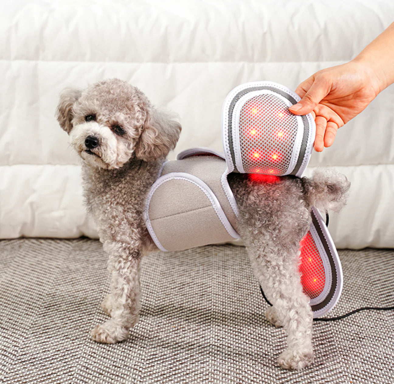Low-level Laser Therapy (LLLT) Cape [Y-shaped] - kikiandpuppies
