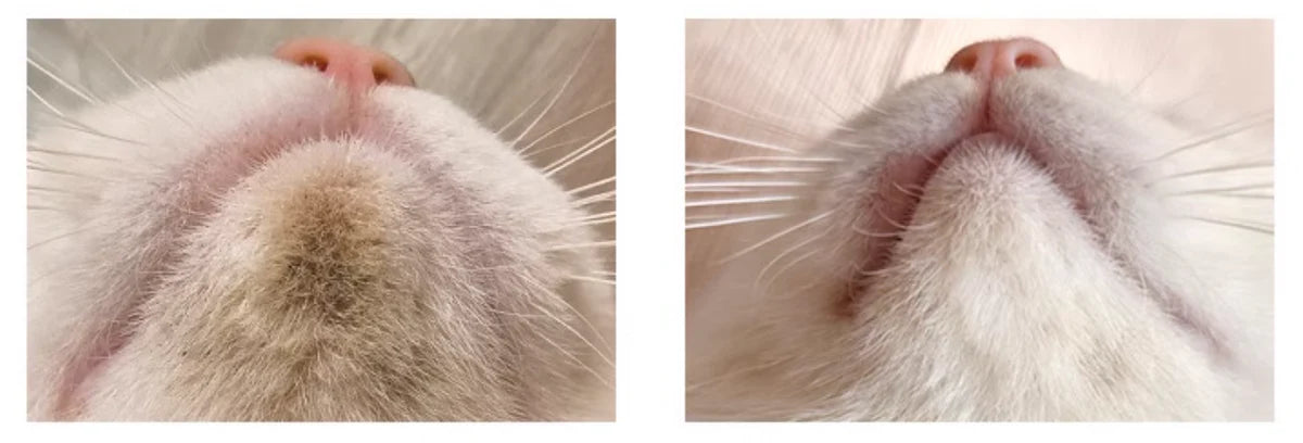 KOJIMA Pet Wash Free Cleaning Foam Oil Remover Foam (150ml)