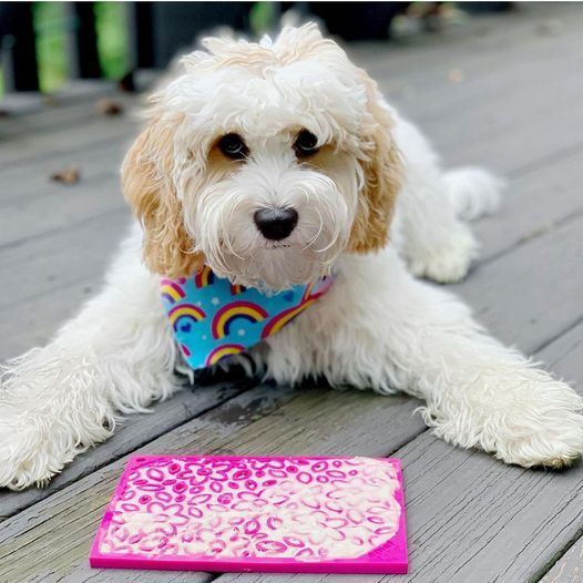 Sodapup Puzzle Lick Mat - kikiandpuppies