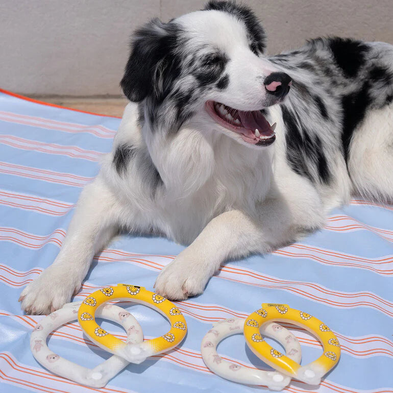 Summer Cooling and Soothing Neck Collar for Pets with Nighttime Glowing Light (2 Colors)