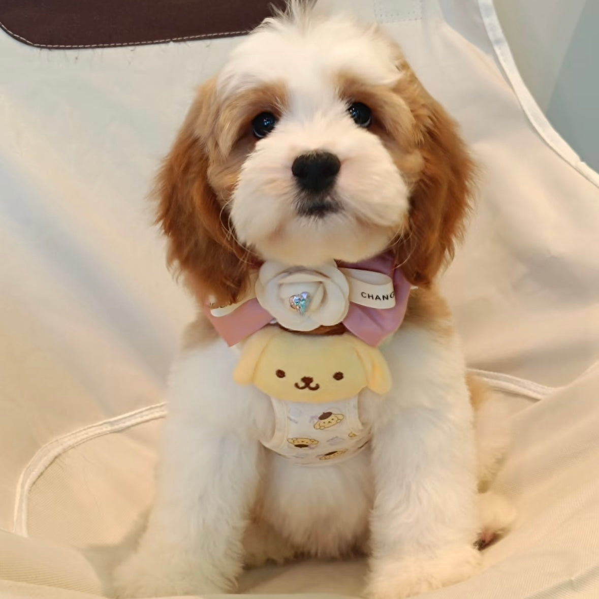 Sanrio Pet Cute Harness