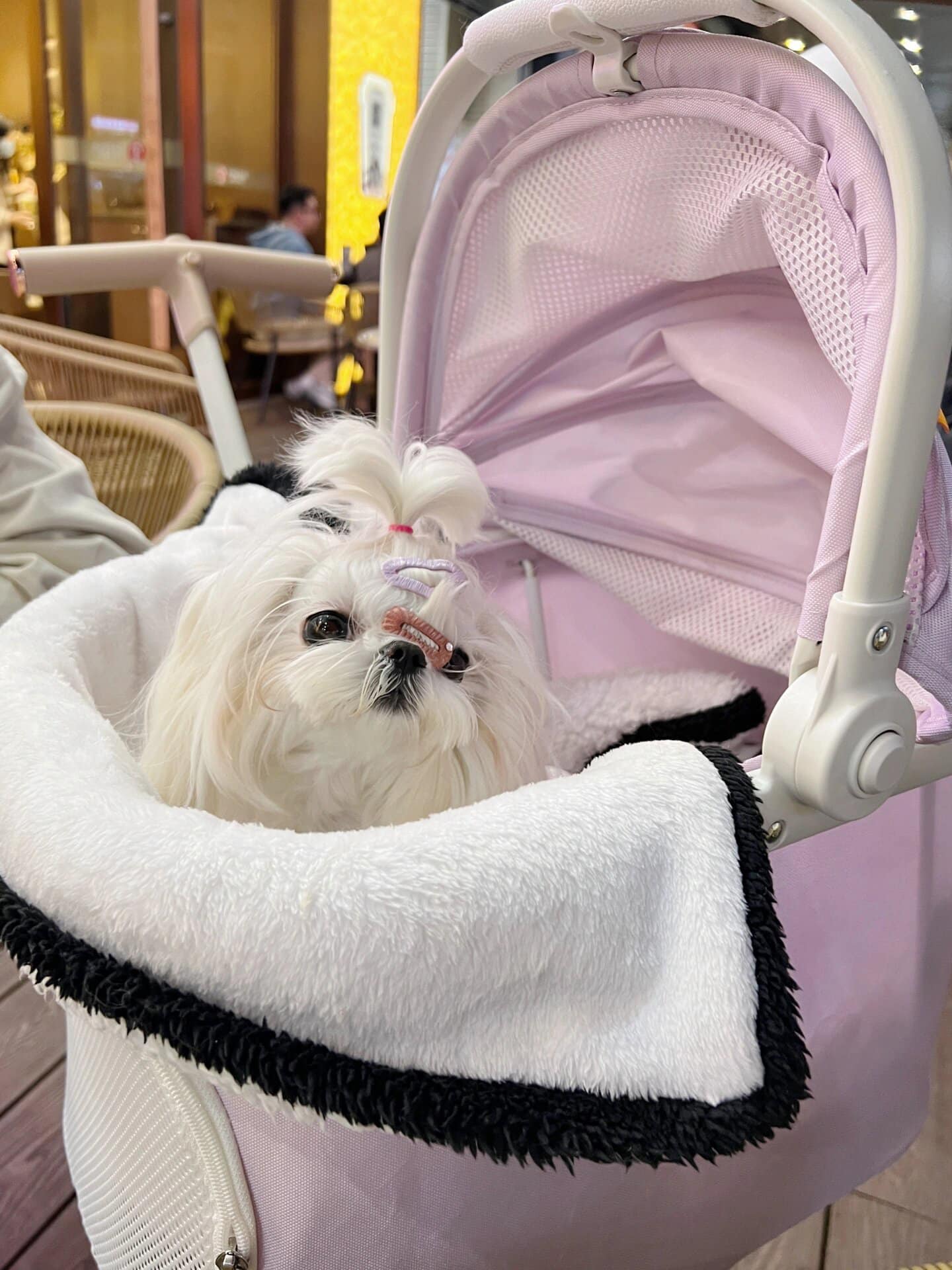 Toodandan Pet Stroller - kikiandpuppies