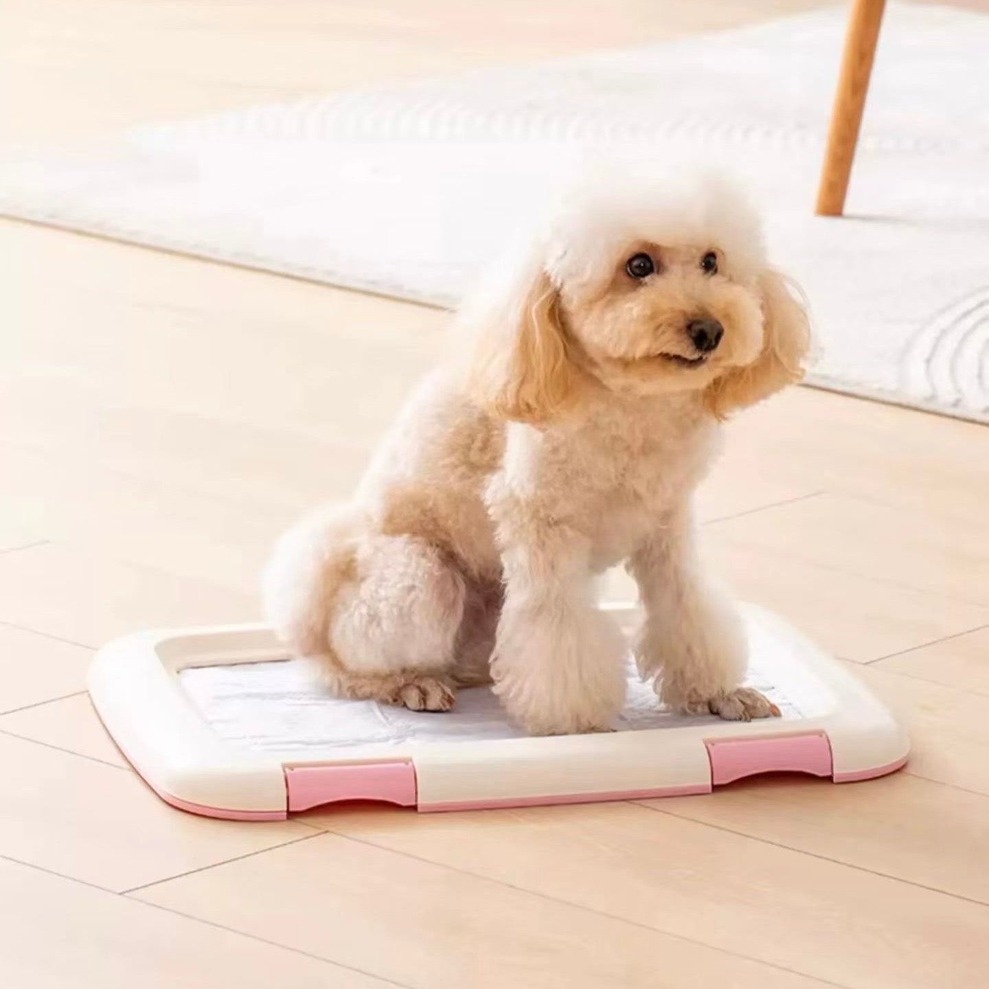 IRIS Dog Toilet - kikiandpuppies