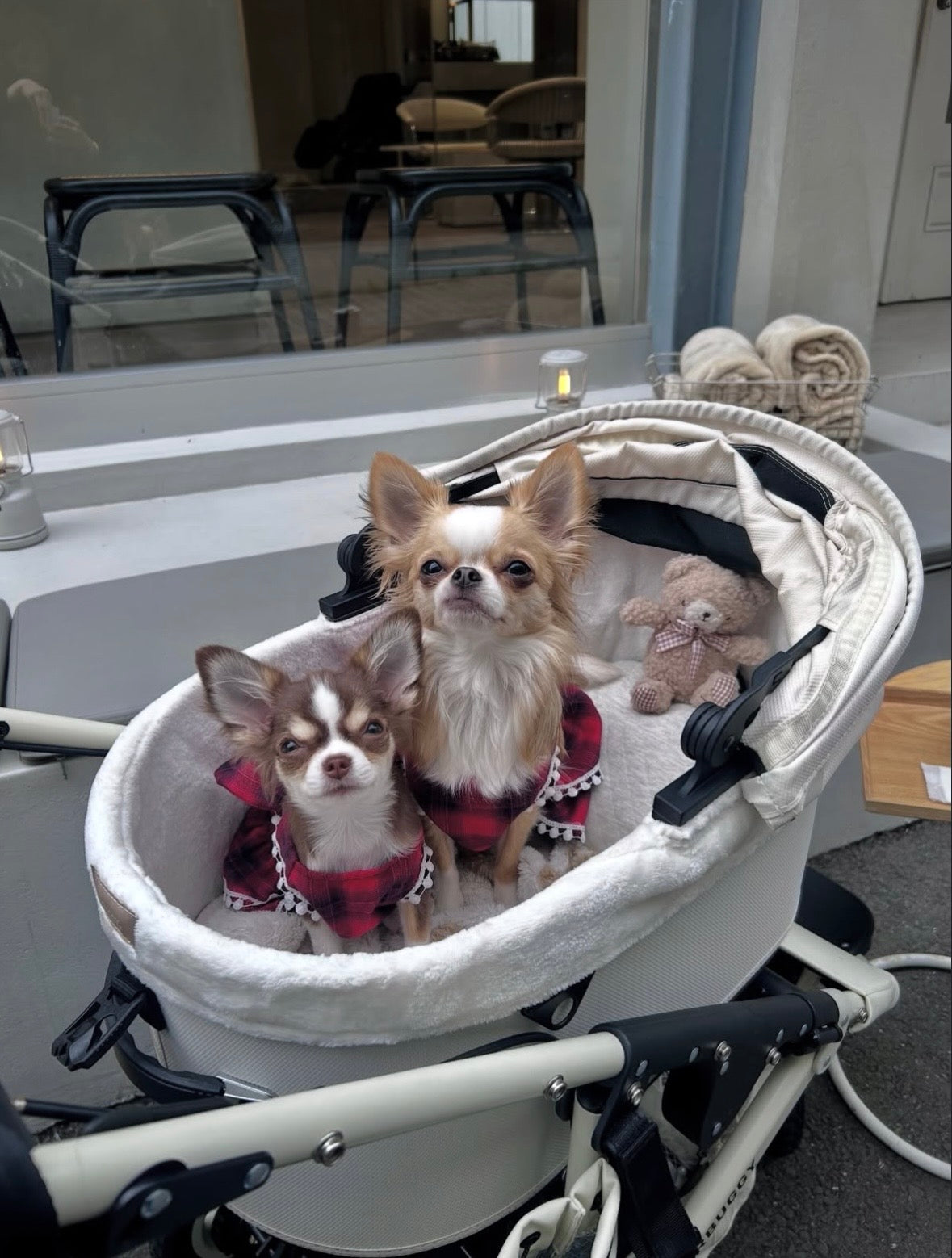 『LIMITED EDITION』Airbuggy DOME3 PREMIER SERIES - kikiandpuppies