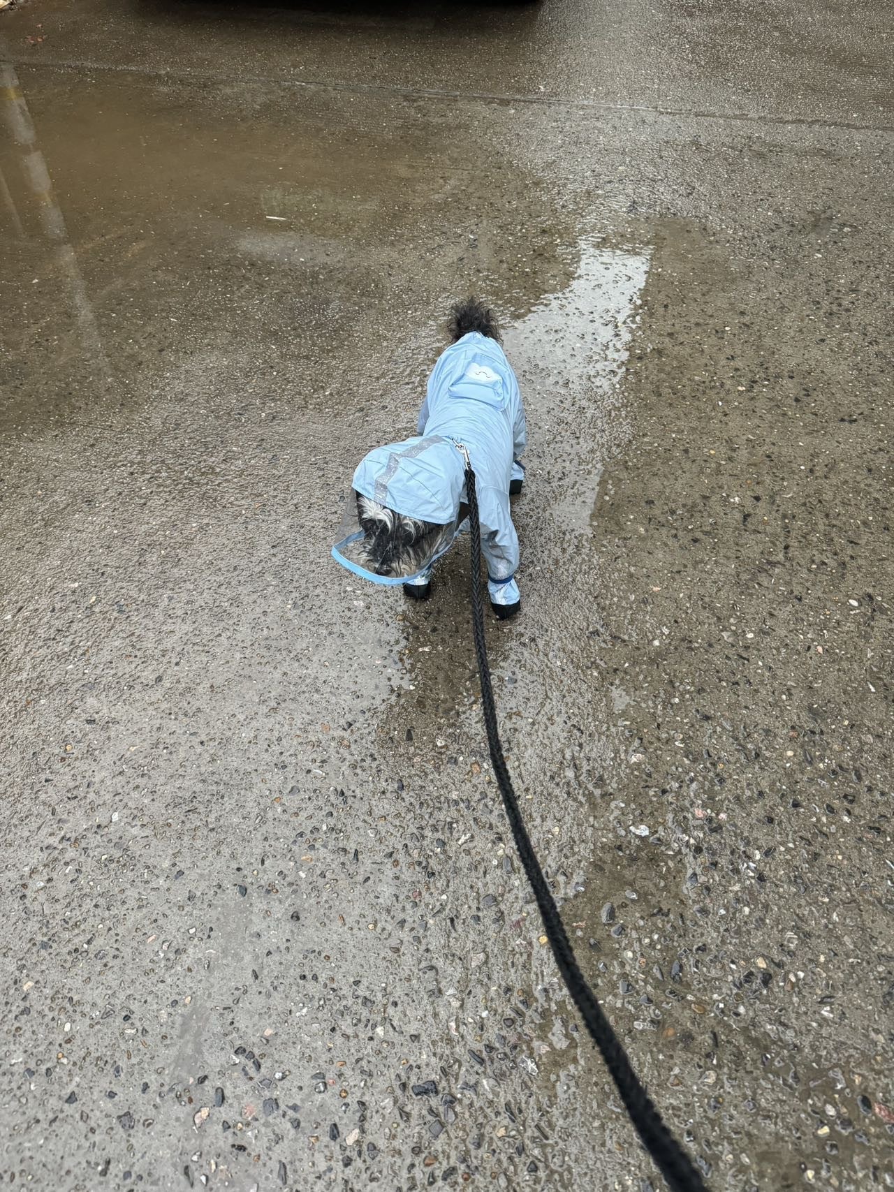 Waterproof Cute Pet Rain Coat with Hood - Full Leg Coverage