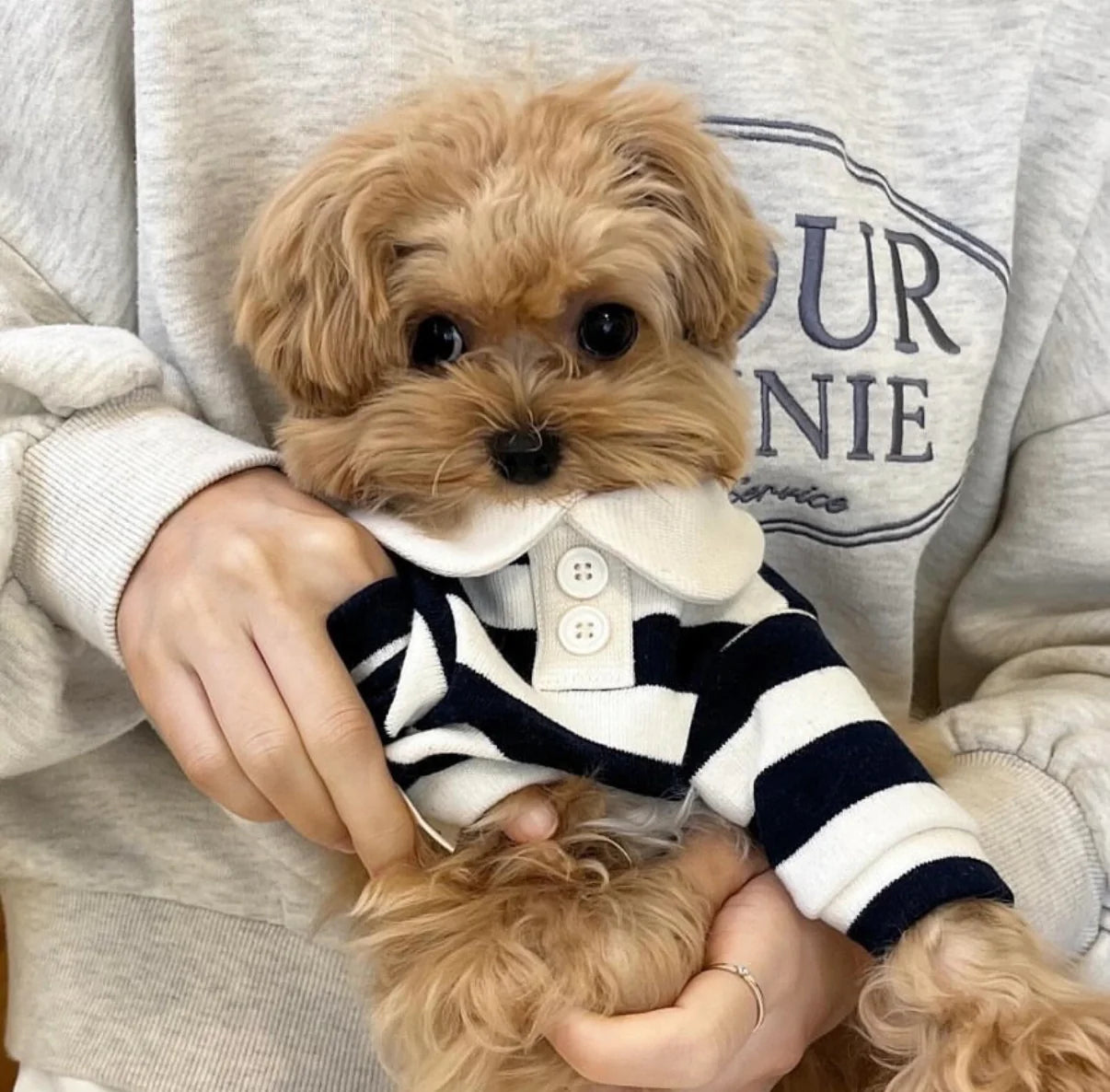 Classic Striped Polo Shirt - 2 Colors - kikiandpuppies