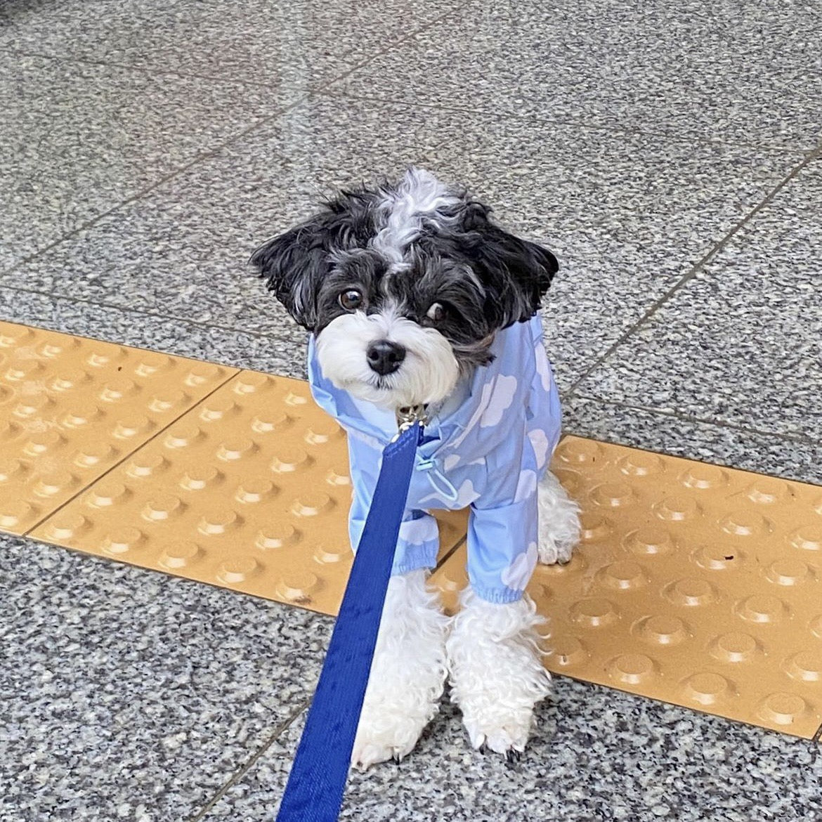 Waterproof Pet Rain Coat with Hood - Full Leg Coverage