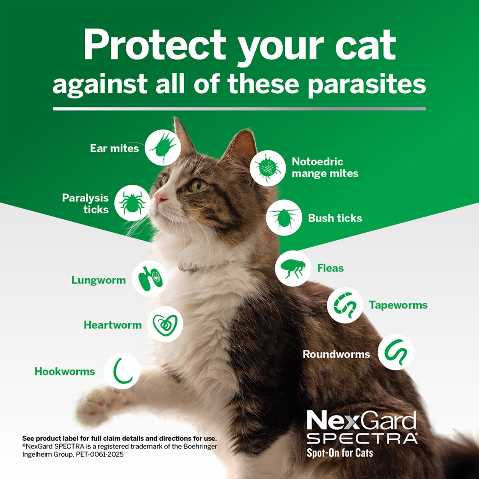 NexGard SPECTRA Spot On For Large Cats 2.5~7.5kg - kikiandpuppies