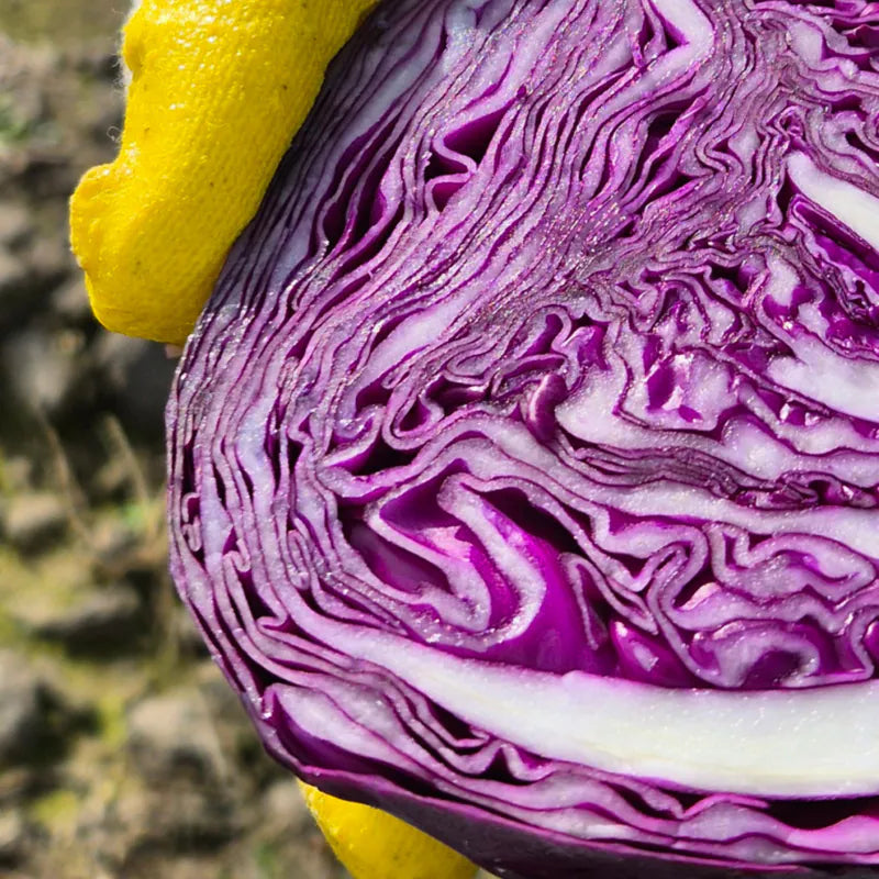 JeJu Kang Seasonal Freeze-Dried Purple Cabbage 20g - kikiandpuppies