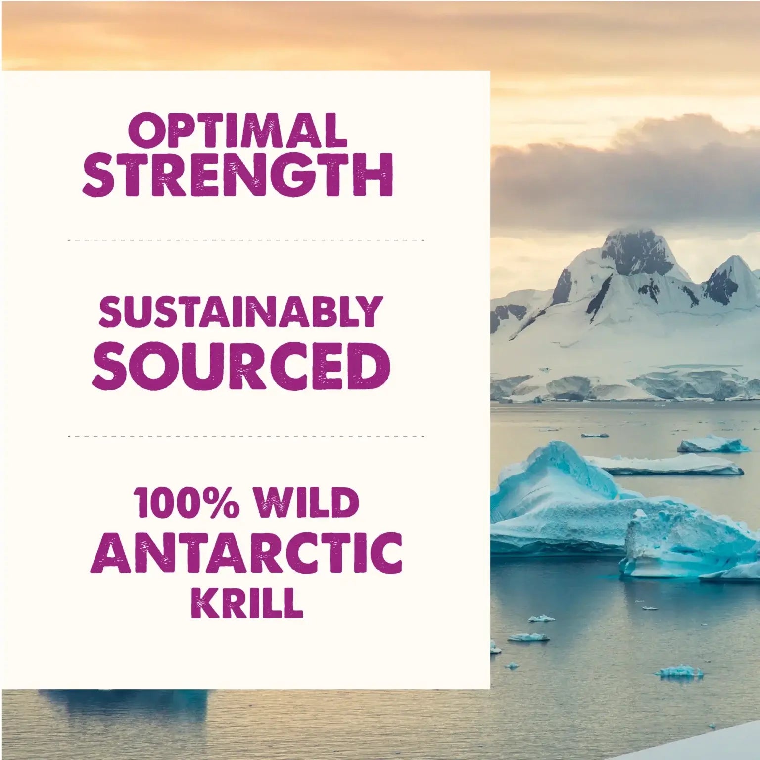 Grizzly Krill Oil Liquid Supplement 237ml