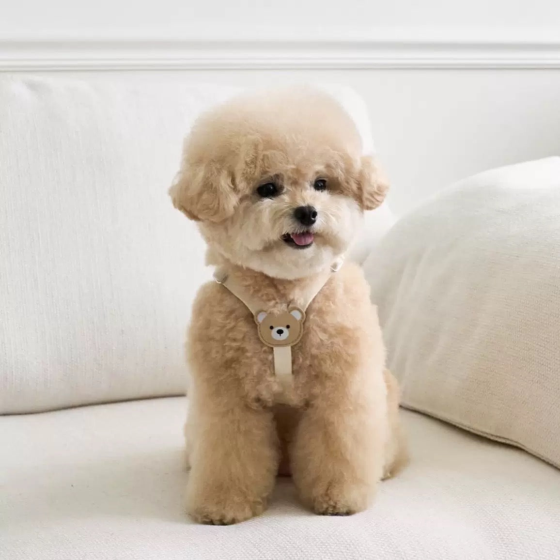 Cute Bear Pet Harness with Leash