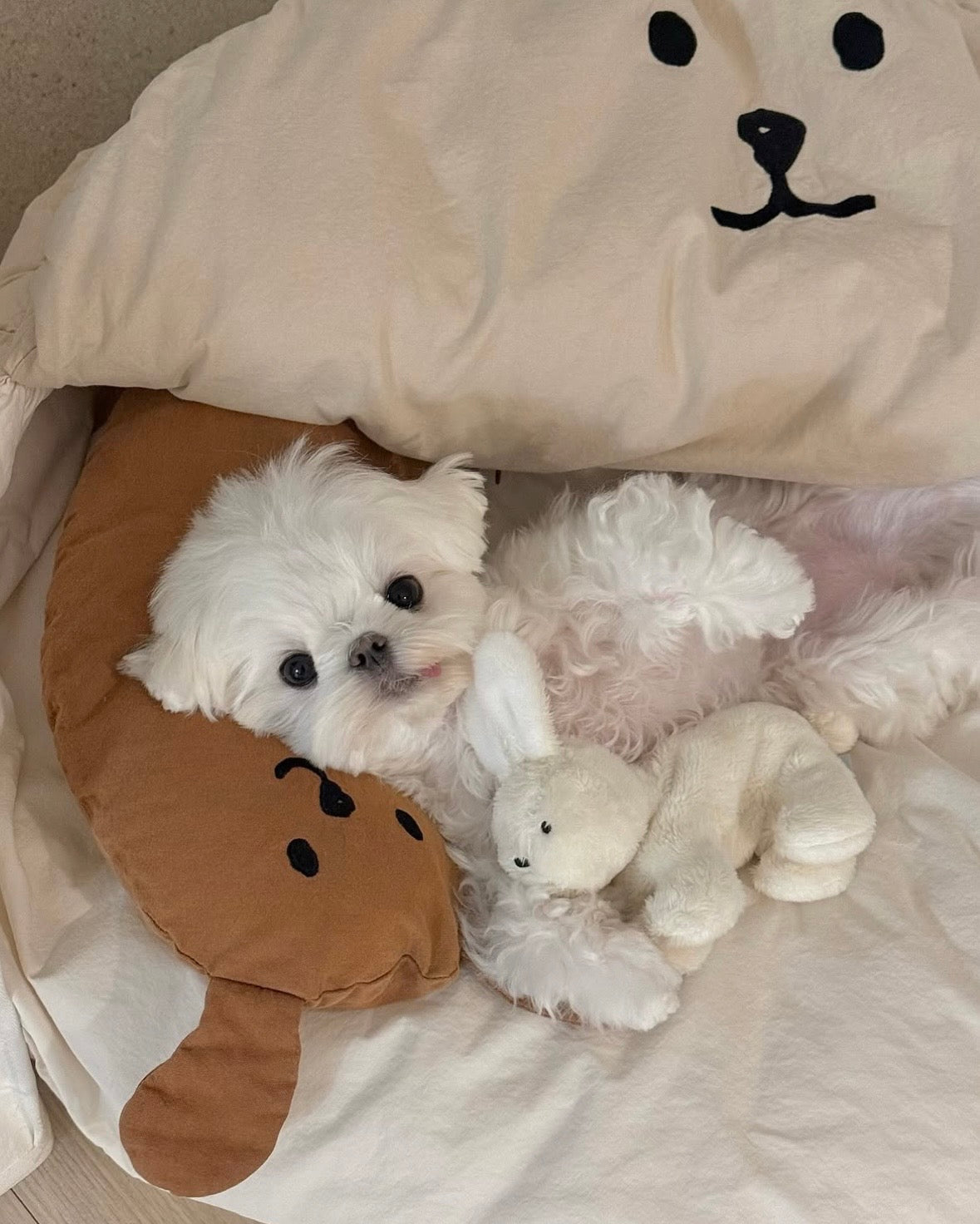 Taaffe HugMe Snuggle Classic - kikiandpuppies
