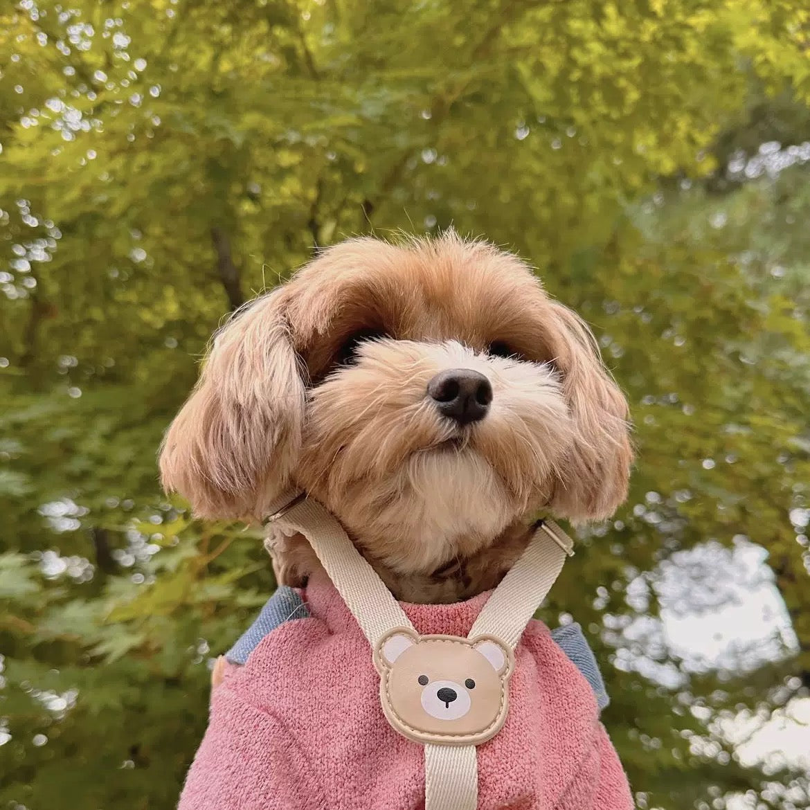 Cute Bear Pet Harness with Leash