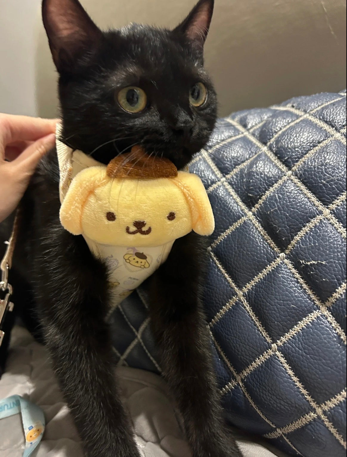 Sanrio Pet Cute Harness