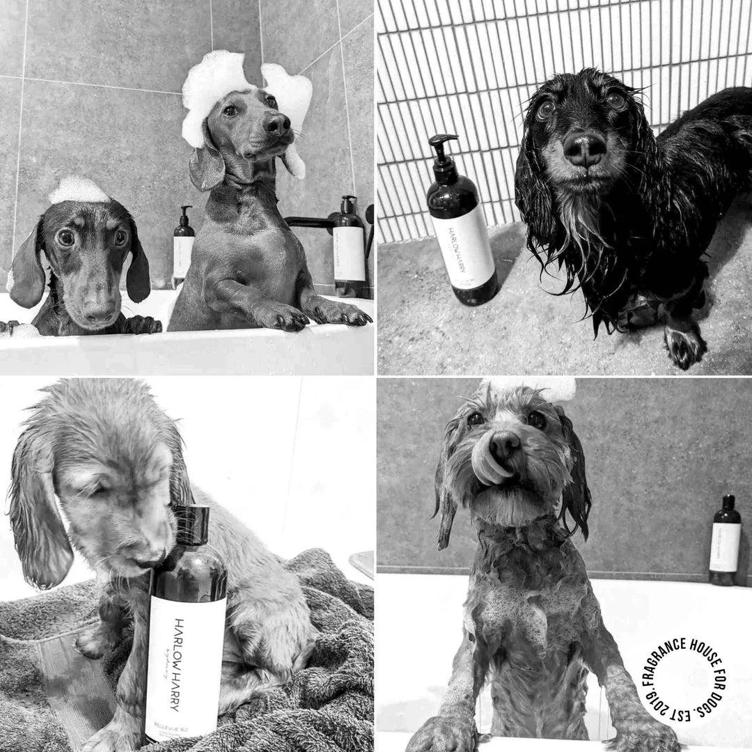 Pet Conditioning Shampoo | Hunter 33