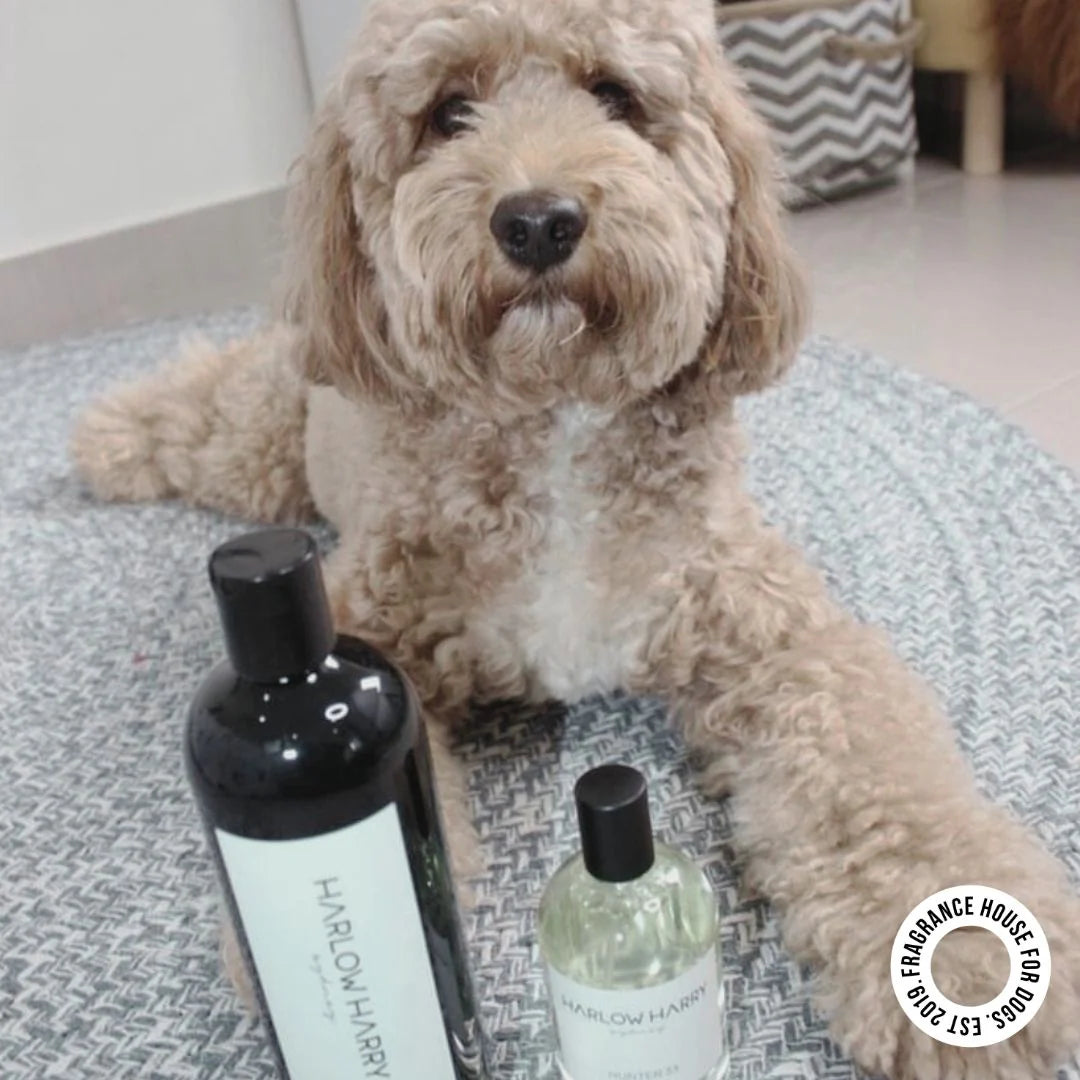Pet Conditioning Shampoo | Hunter 33