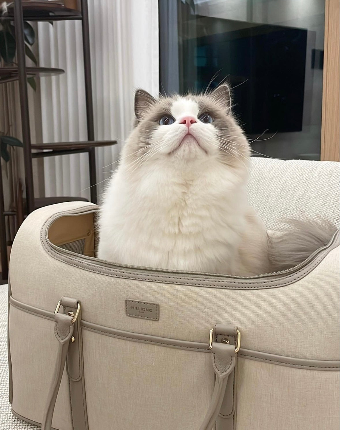 Milliong Pet Carrier Airline bag Getaway - Tapioca - kikiandpuppies