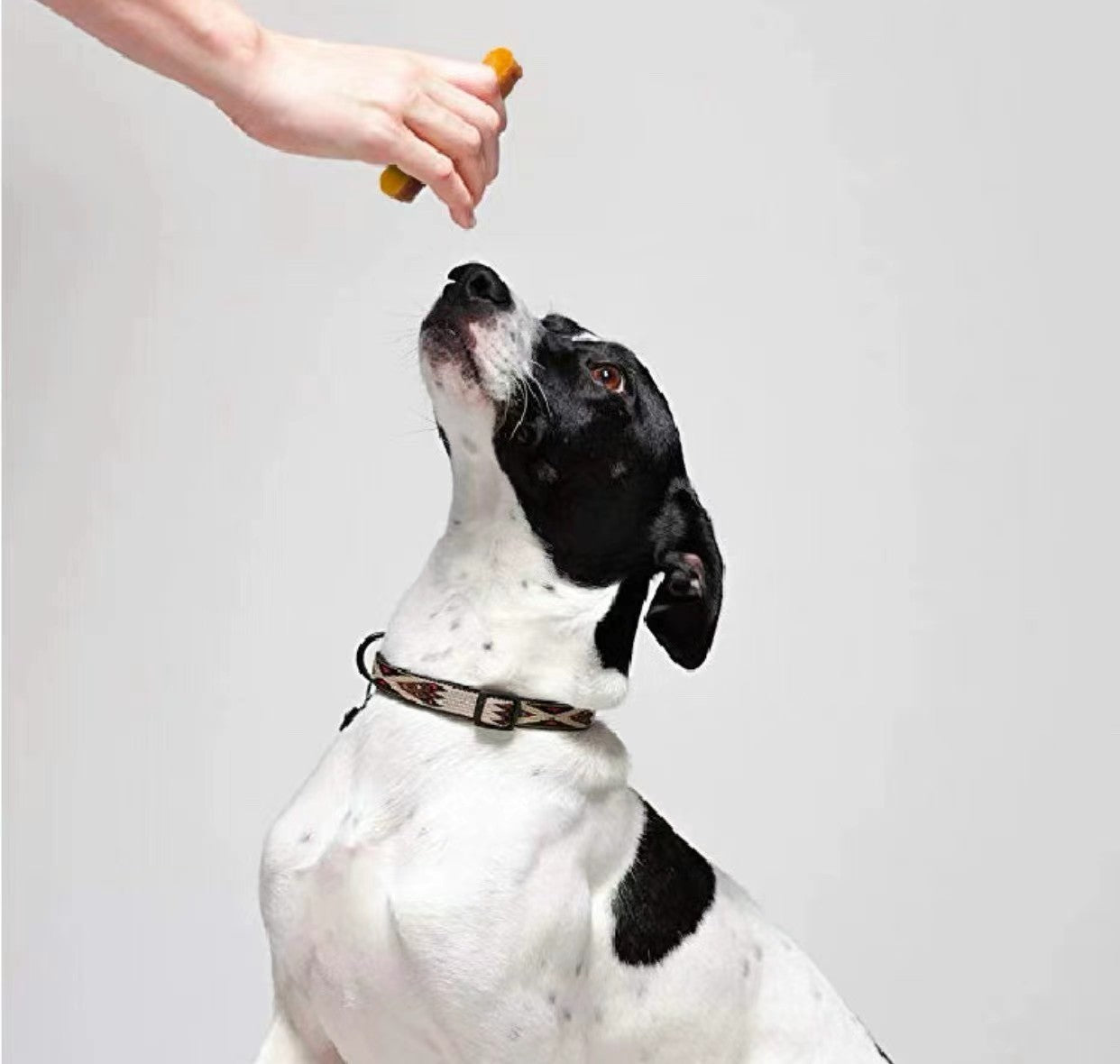 Blueslaik Chew Cheese Dog Treat