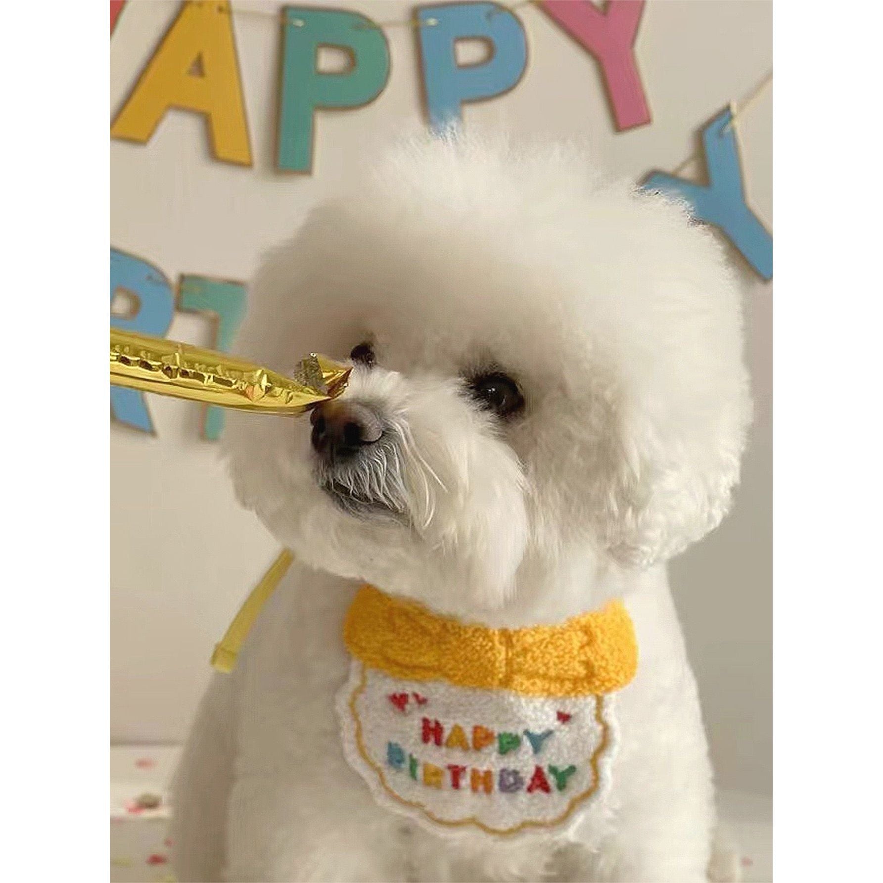 Birthday Bib And Hat For Pets - kikiandpuppies