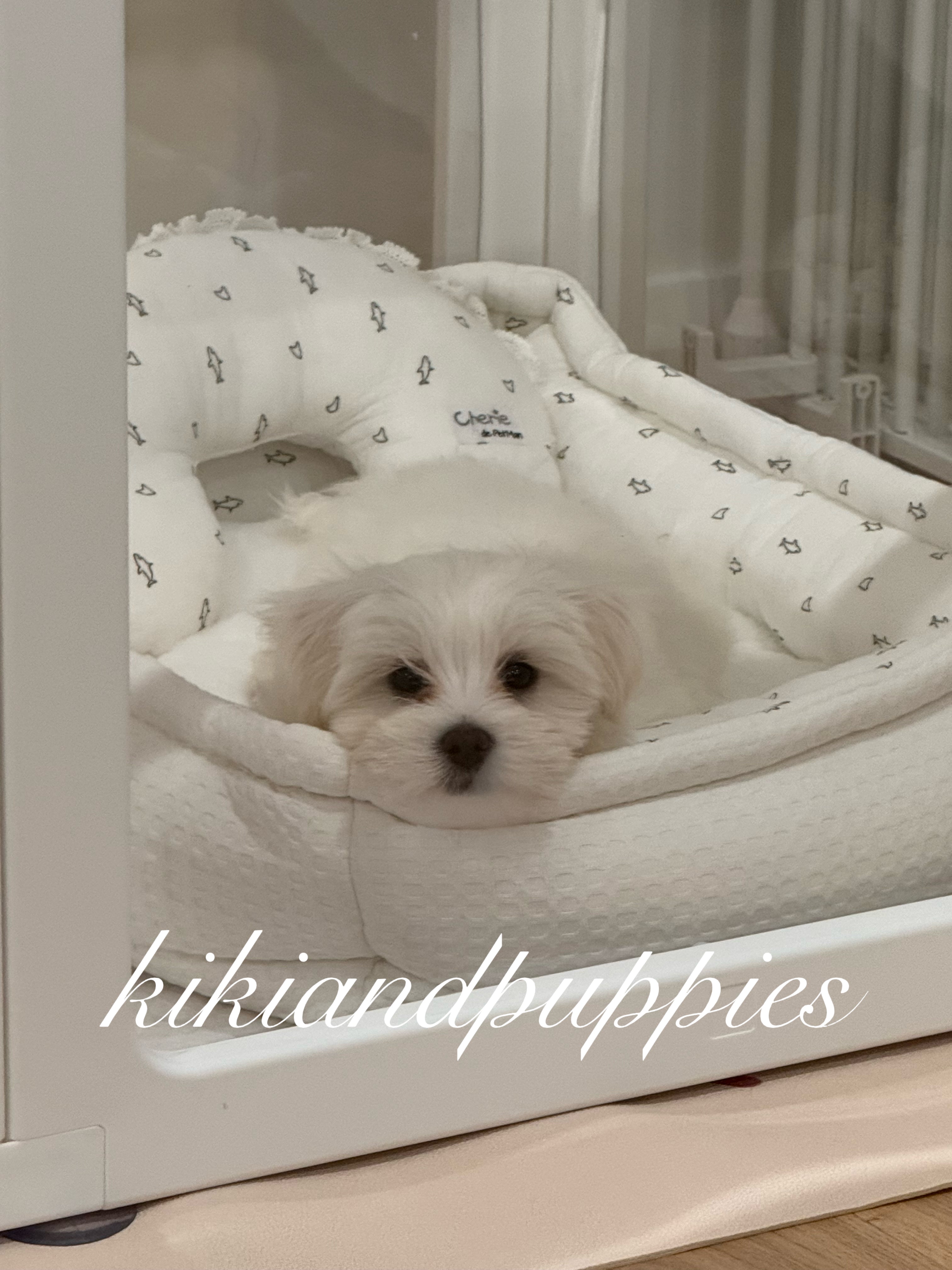 Acrylic Transparent Pet Playpen - kikiandpuppies