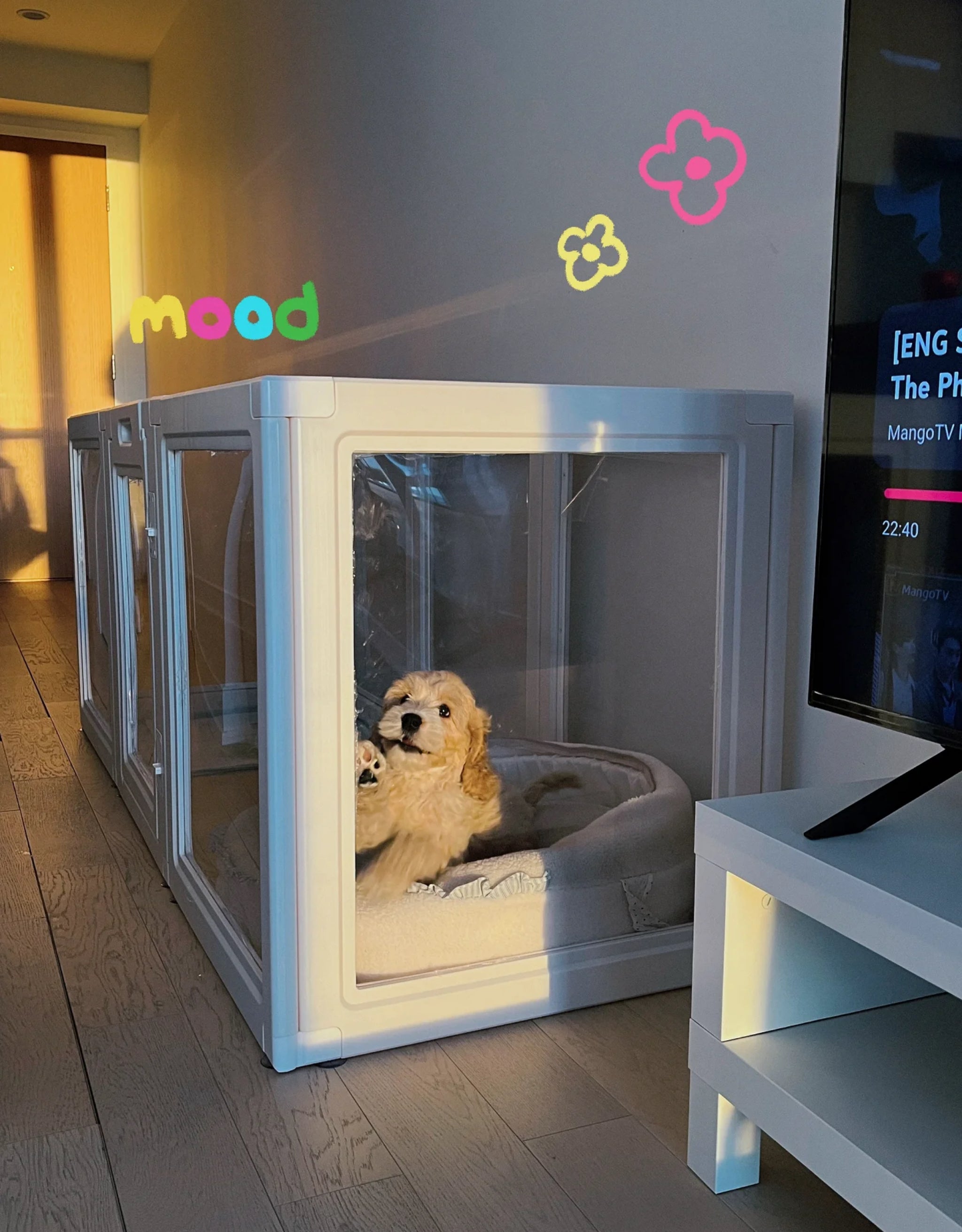 Acrylic Transparent Pet Playpen - kikiandpuppies