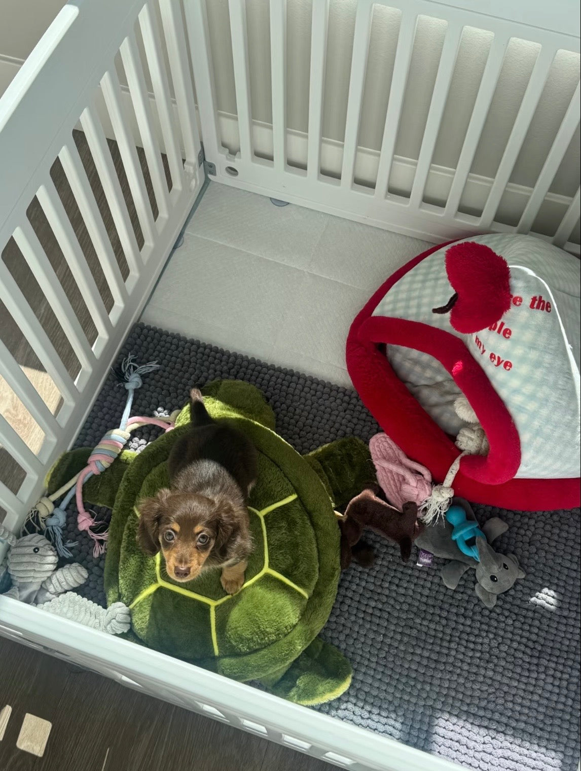 IRIS Pet Playpen Dog Cat Cage House - kikiandpuppies