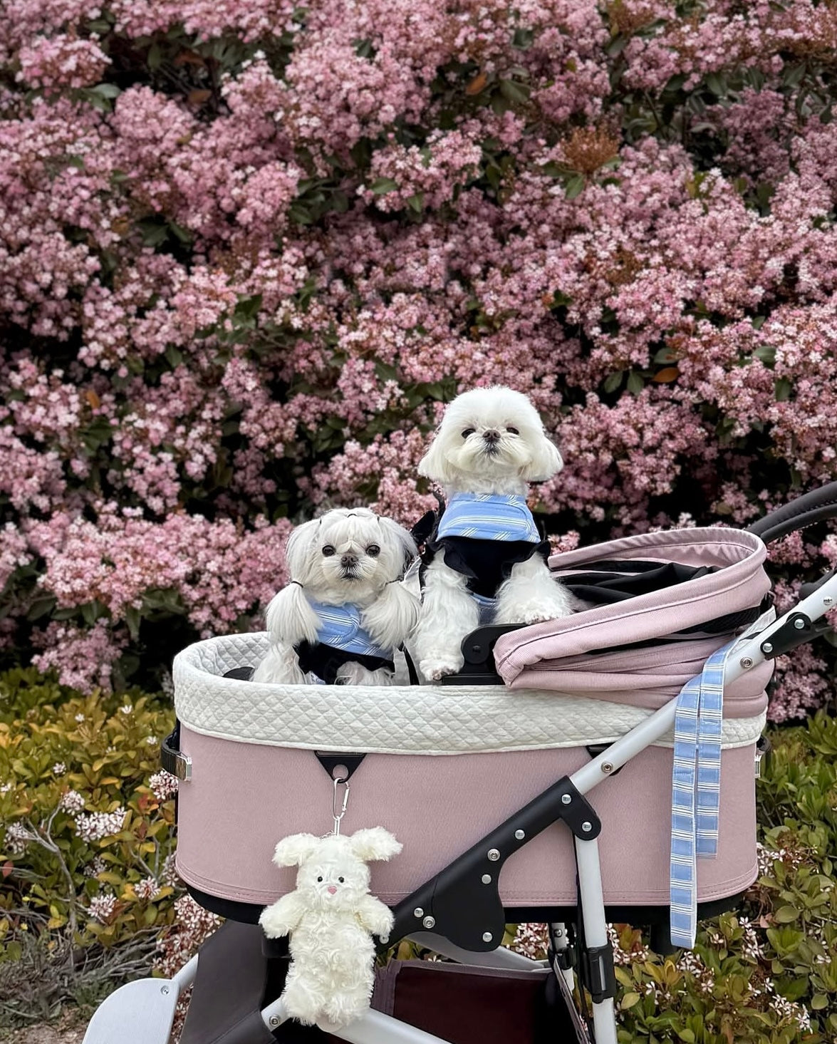 Airbuggy DOME3 Stroller - kikiandpuppies