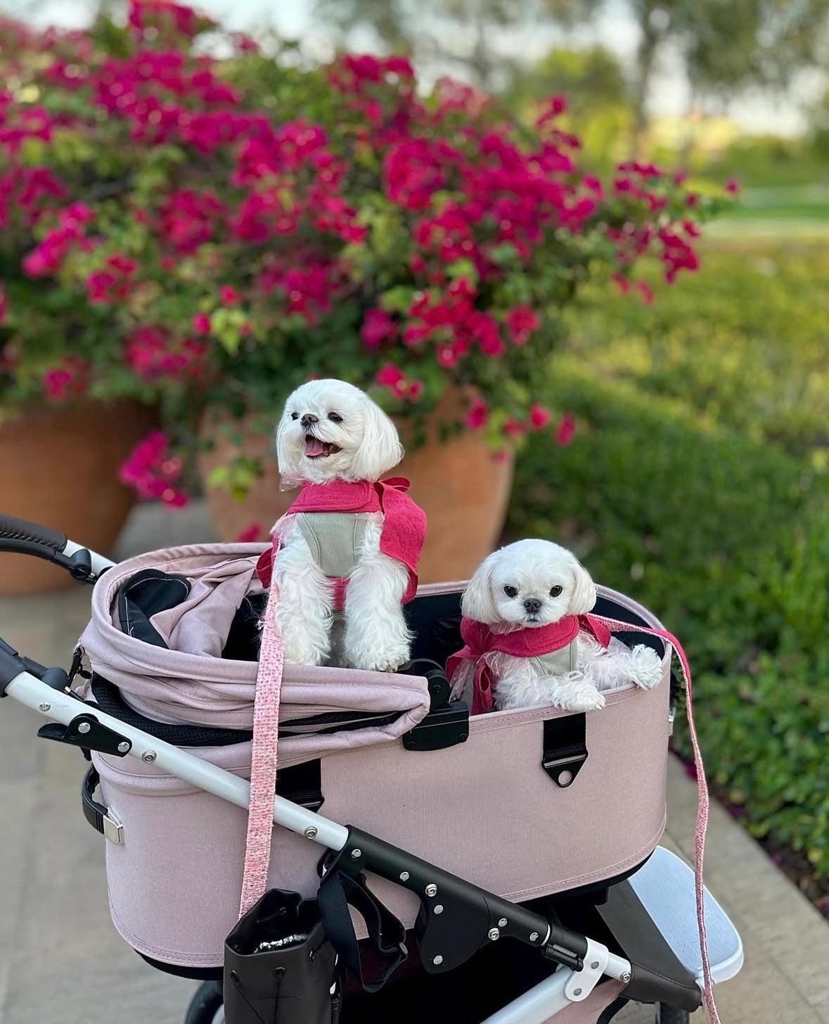 Airbuggy DOME3 Stroller - kikiandpuppies