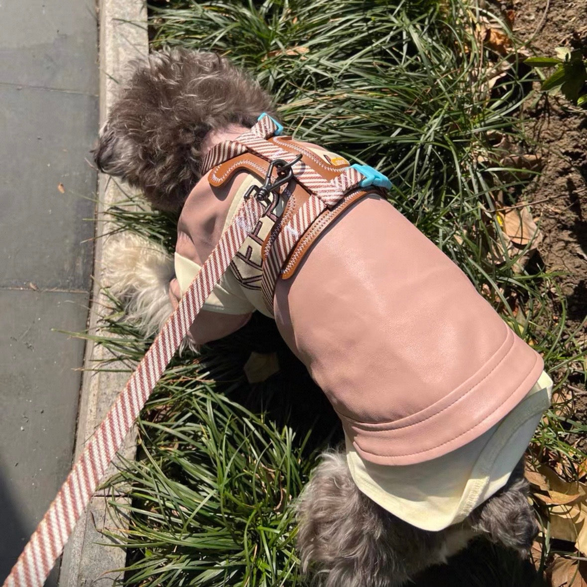 Leather Pet Harness with Leash