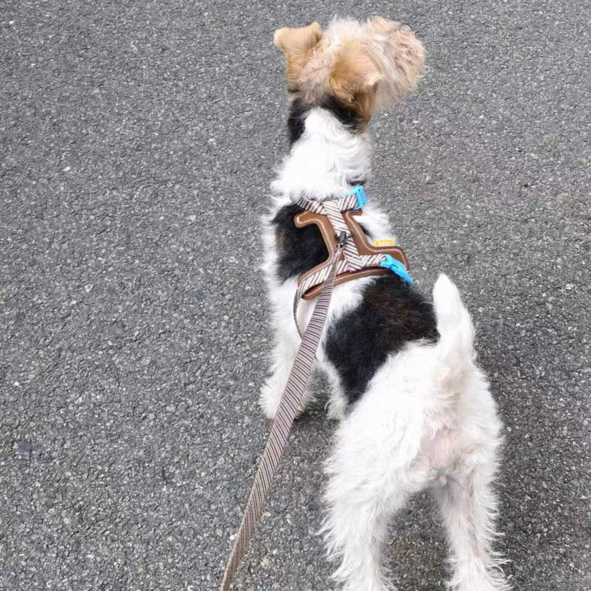 Leather Pet Harness with Leash