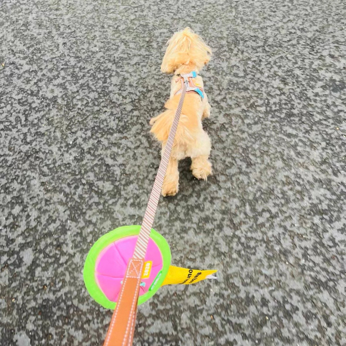 Leather Pet Harness with Leash