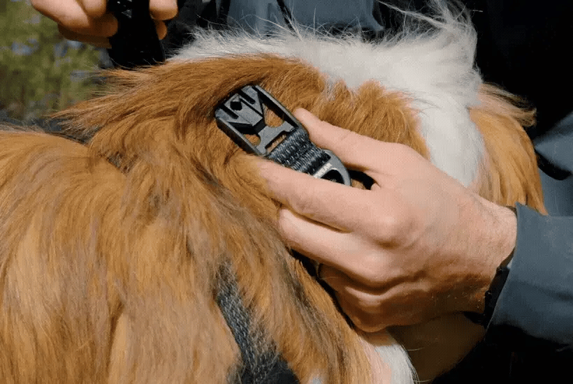 Ridgeline™ Collar - kikiandpuppies