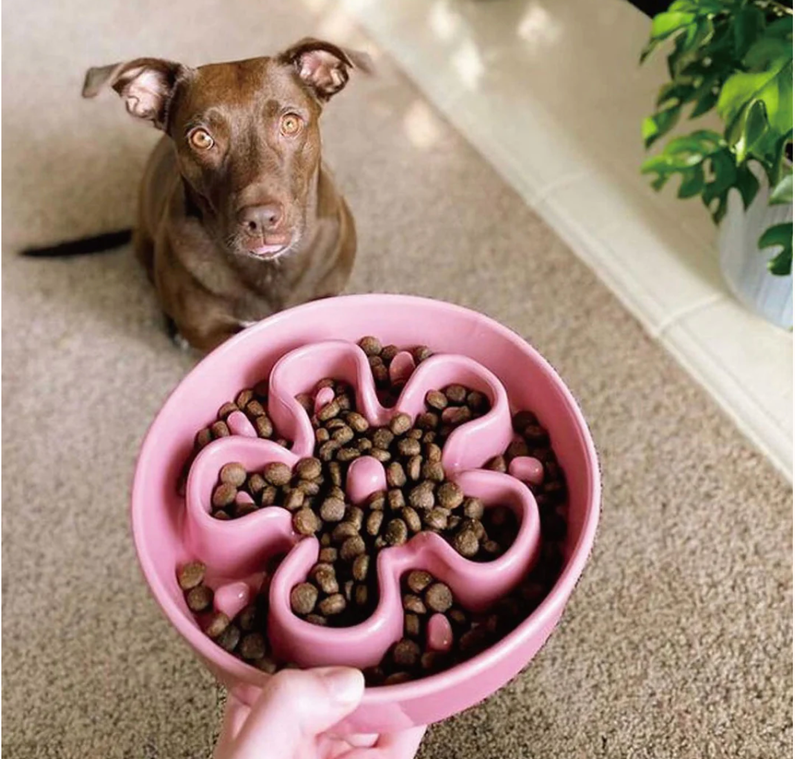 LE TAUCI Slow Feeder Bowl – Durable Ceramic, Healthy Eating for Dogs - kikiandpuppies
