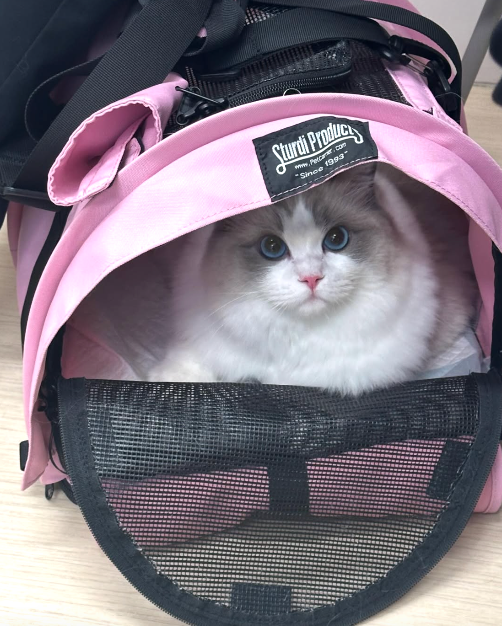 SturdiBag Pro 2.0 Soft Pink Size Medium