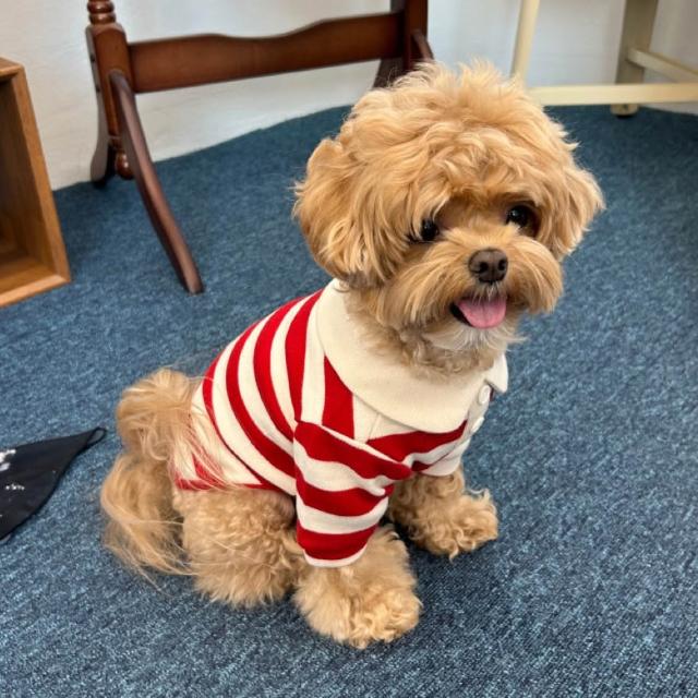 Classic Striped Polo Shirt - 2 Colors - kikiandpuppies