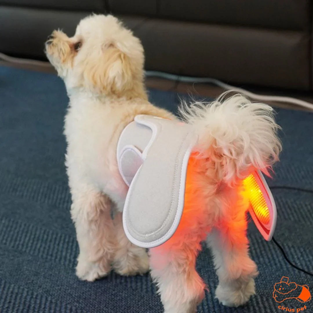 Low-level Laser Therapy (LLLT) Cape [Y-shaped] - kikiandpuppies