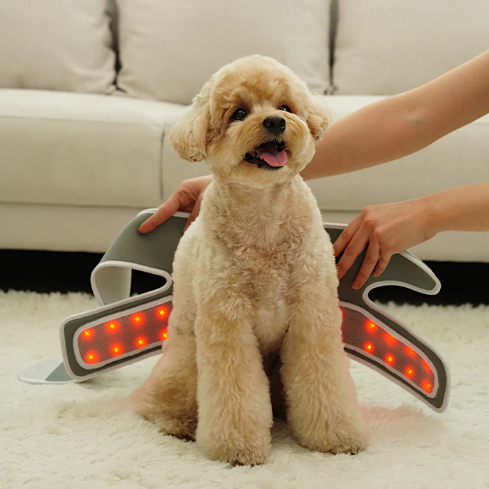 Low-level Laser Therapy (LLLT) Cape [Y-shaped] - kikiandpuppies