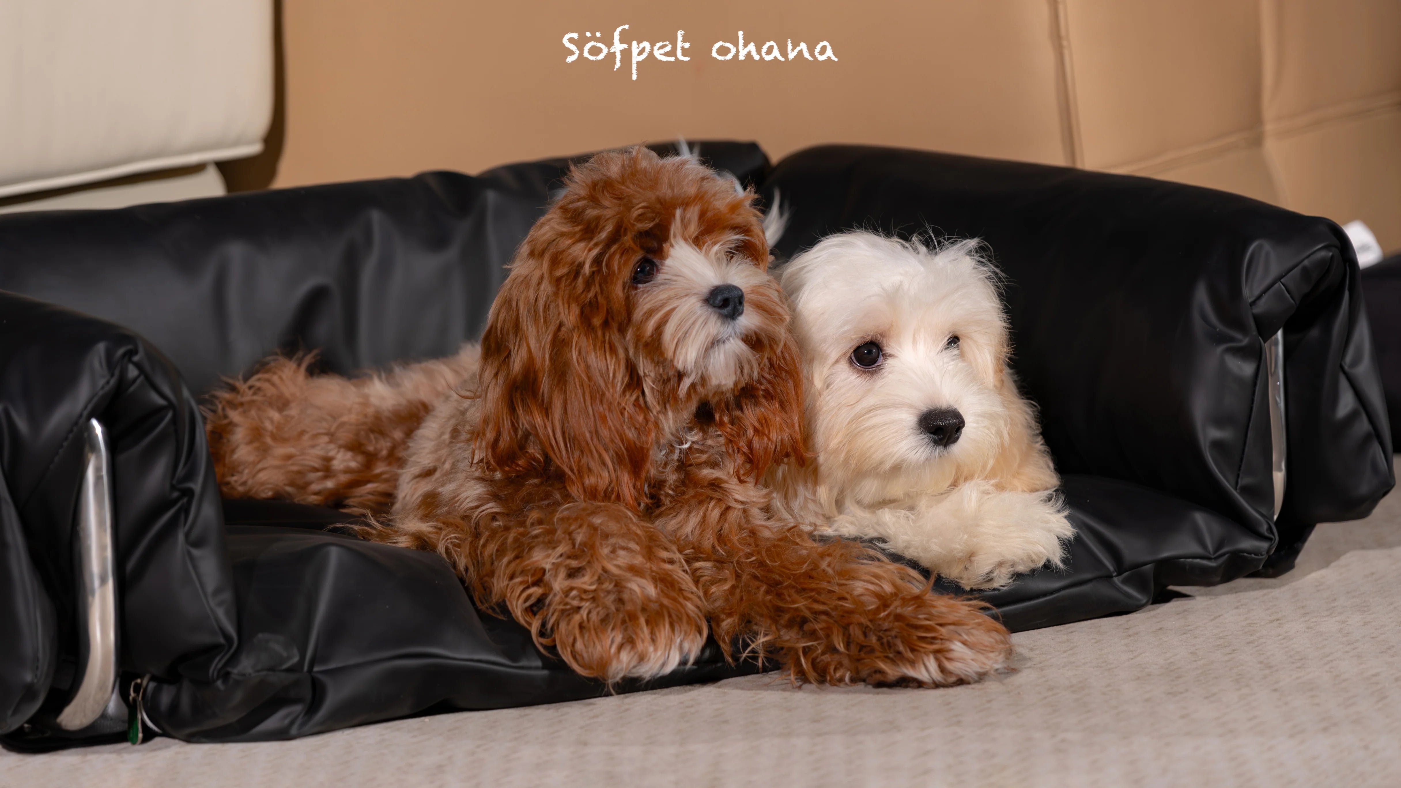 MetroLeather Lounge Pet Bedding