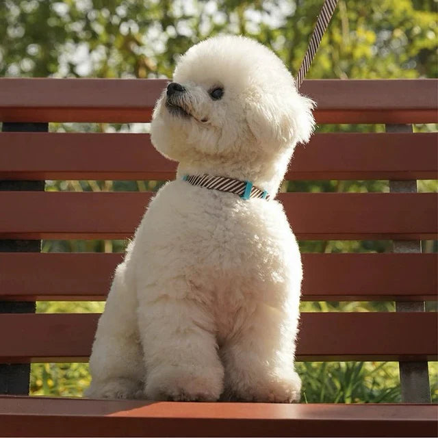 Leather Pet Harness with Leash